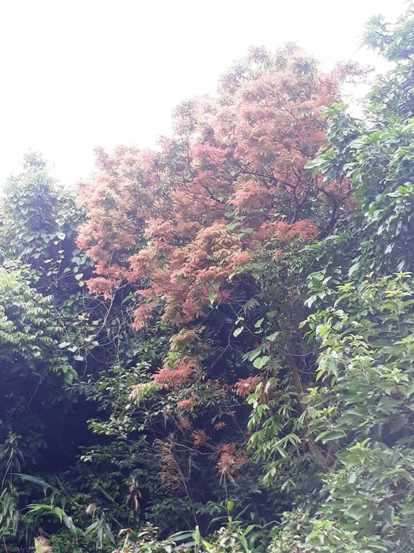 Khám phá vườn đỗ quyên hiếm, lạ trên độ cao hơn 1.400 mét ảnh 16