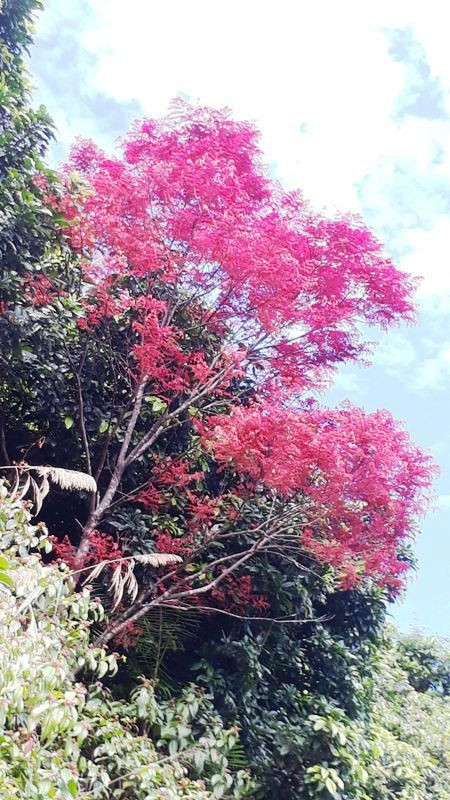 Khám phá vườn đỗ quyên hiếm, lạ trên độ cao hơn 1.400 mét ảnh 20