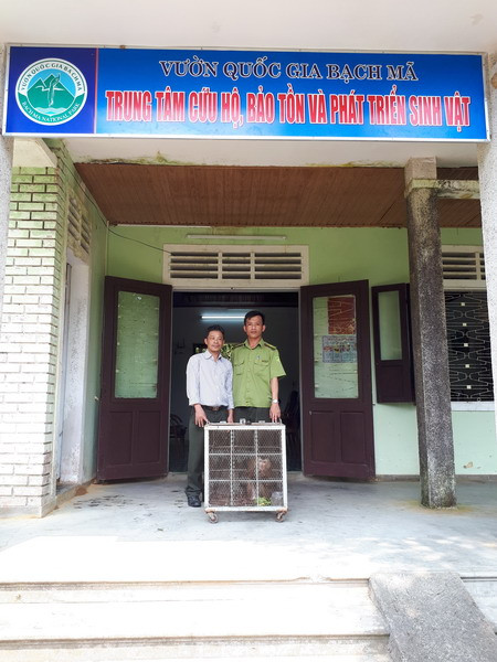 Cứu hộ, thả về rừng 3 cá thể khỉ mặt đỏ, khỉ đuôi lợn ảnh 2