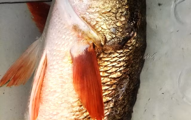 Cá lạ óng ánh sắc vàng, nghi cá sủ bất ngờ dính câu ngư dân ảnh 1