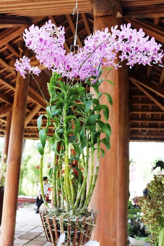 Ngẩn ngơ với 'kỳ hoa dị thảo' trong Hoàng cung Huế ảnh 12