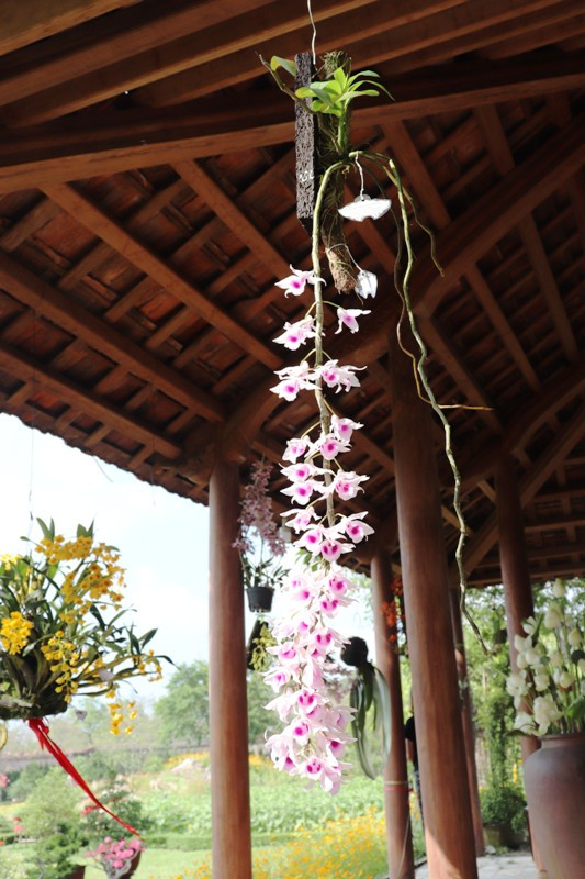 Ngẩn ngơ với 'kỳ hoa dị thảo' trong Hoàng cung Huế ảnh 8