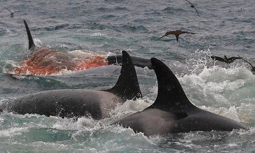 Đàn cá kình dìm chết và ăn thịt cá voi xanh dài 18 mét ảnh 1