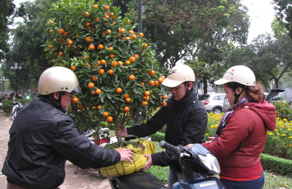 Một gốc quất giá 200 nghìn đồng