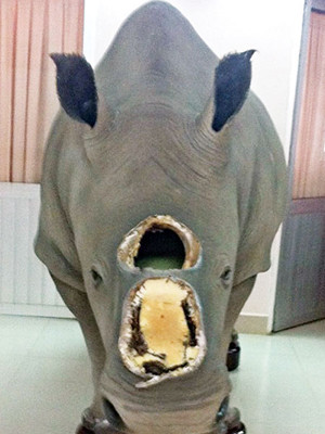 Con tê giác mất sừng ở nhà ông Trầm Bê. Ảnh: Thanh niên