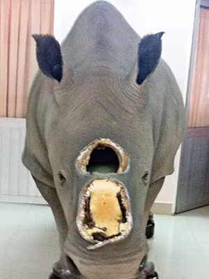 Con tê giác mất sừng ở nhà ông Trầm Bê. Ảnh: Thanh niên