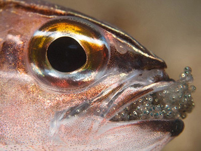 Những bức ảnh về một con cá đực đang ngậm đầy trứng trong miệng dưới đây được chụp bởi thợ lặn người Malaysia tên là Mat Yie