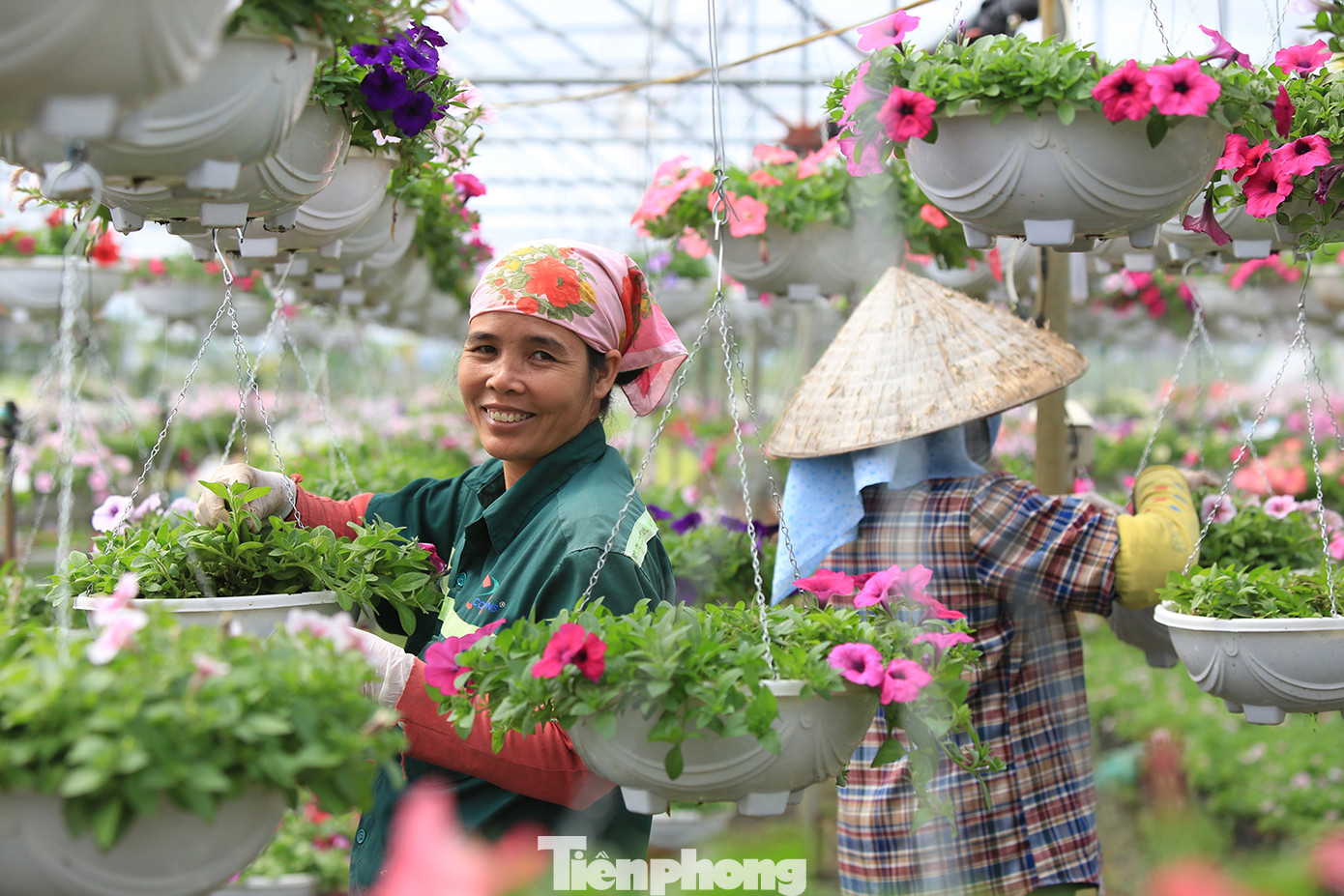 Với những người phụ nữ làng hoa, mong ước lớn nhất là mưa thuận, gió hòa cho cây hoa lên tốt; giá hoa trên thị trường ổn định… giúp người trồng hoa có thêm thu nhập, cải thiện, nâng cao chất lượng cuộc sống gia đình.