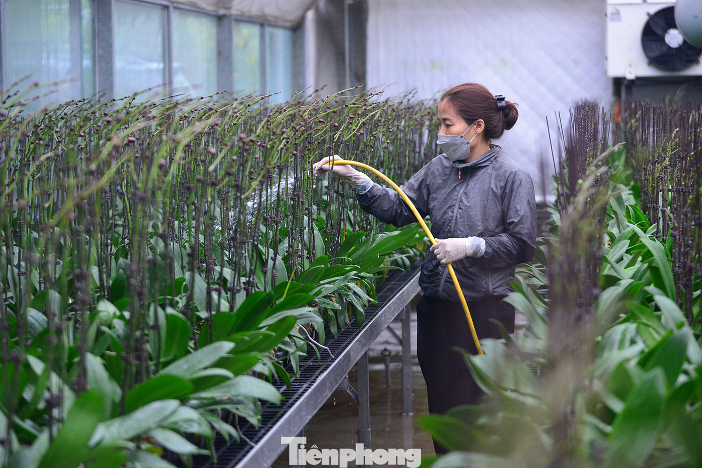 Trong những việc tỉ mẩn và nặng nhọc ấy, vai trò của người phụ nữ là không thể thiếu.