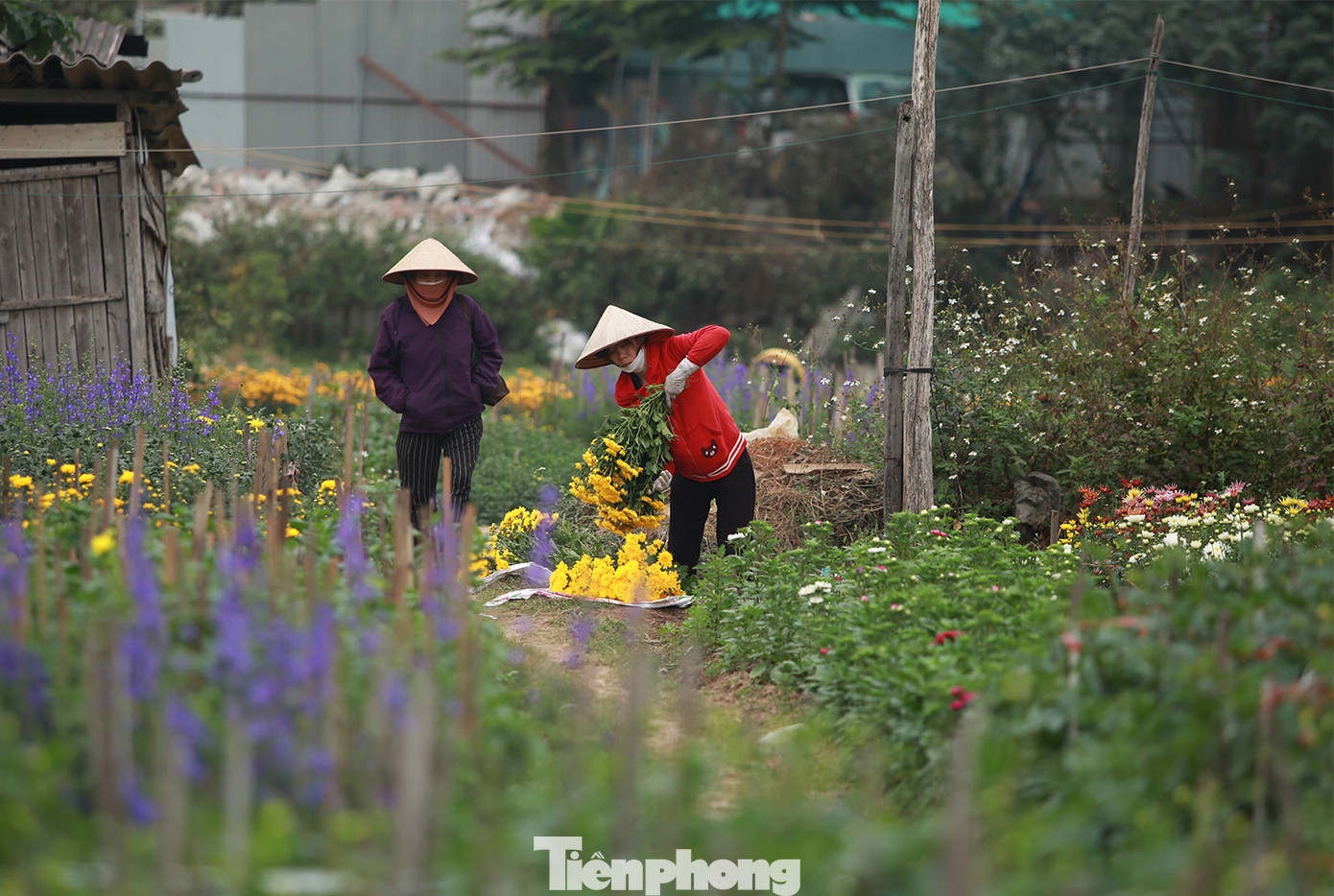 “Gia đình tôi khó khăn lắm nên tôi phải đi làm thêm bên ngoài. Như mọi chị em, trong ngày 8/3, tôi cũng mong được nghỉ ngơi, có quà, có hoa, hoặc hoa thôi cũng được”, chị Thanh ở Khương Hạ-Thanh Xuân chia sẻ.