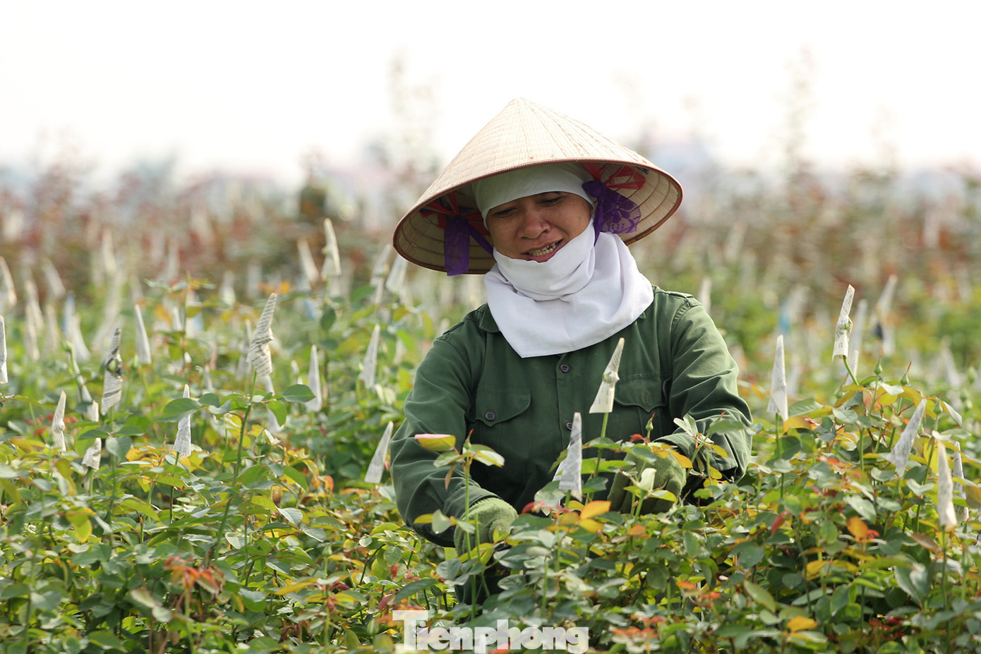 Thông thường để kịp giao hàng cho thương lái, người làng hoa sẽ phải cắt hoa từ 4 giờ sáng. Sau khi cắt xong, hoa sẽ được chuyển đi luôn để giữ độ tươi.