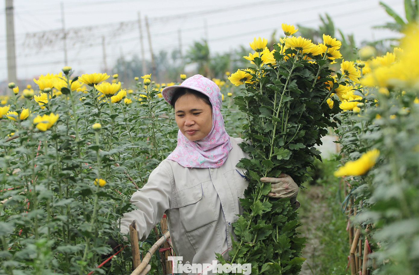 Để có những bông hoa đẹp, nở đúng thời điểm, là rất nhiều công đoạn gieo trồng, chăm bón, tỉa tót, thu hái và đem bán.