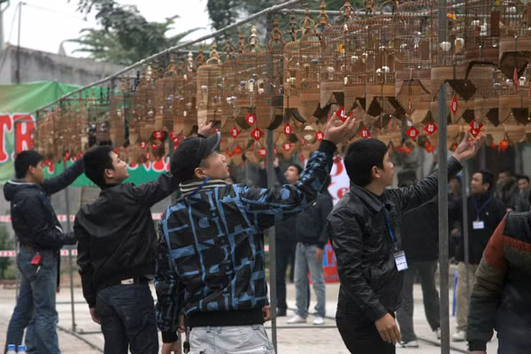 Có hiệu lệnh, các trọng tài sẽ đồng loạt cẩn thận treo lồng chim lên giàn