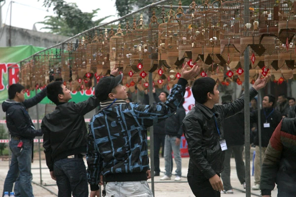 Có hiệu lệnh, các trọng tài sẽ đồng loạt cẩn thận treo lồng chim lên giàn