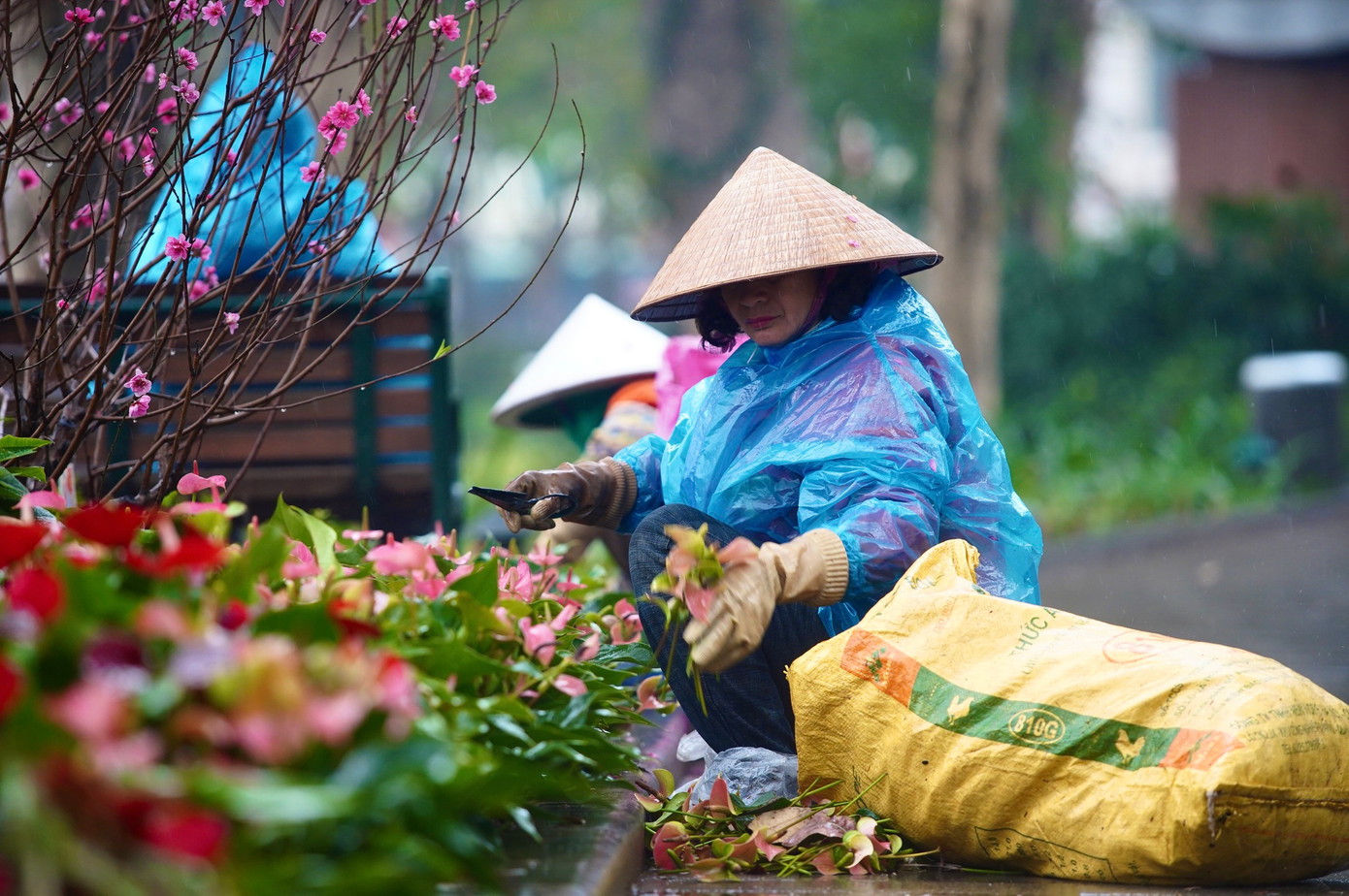 Công nhân mặc áo mưa cắt hoa tỉa cành.