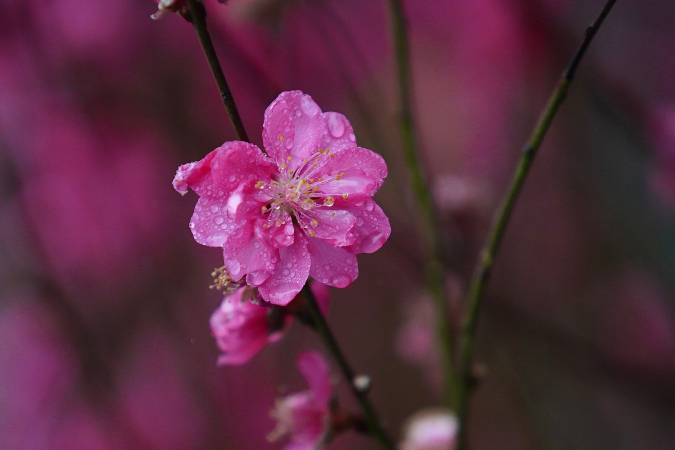 Giọt mưa đậu trên những cánh hoa đào bên hồ Hoàn Kiếm.