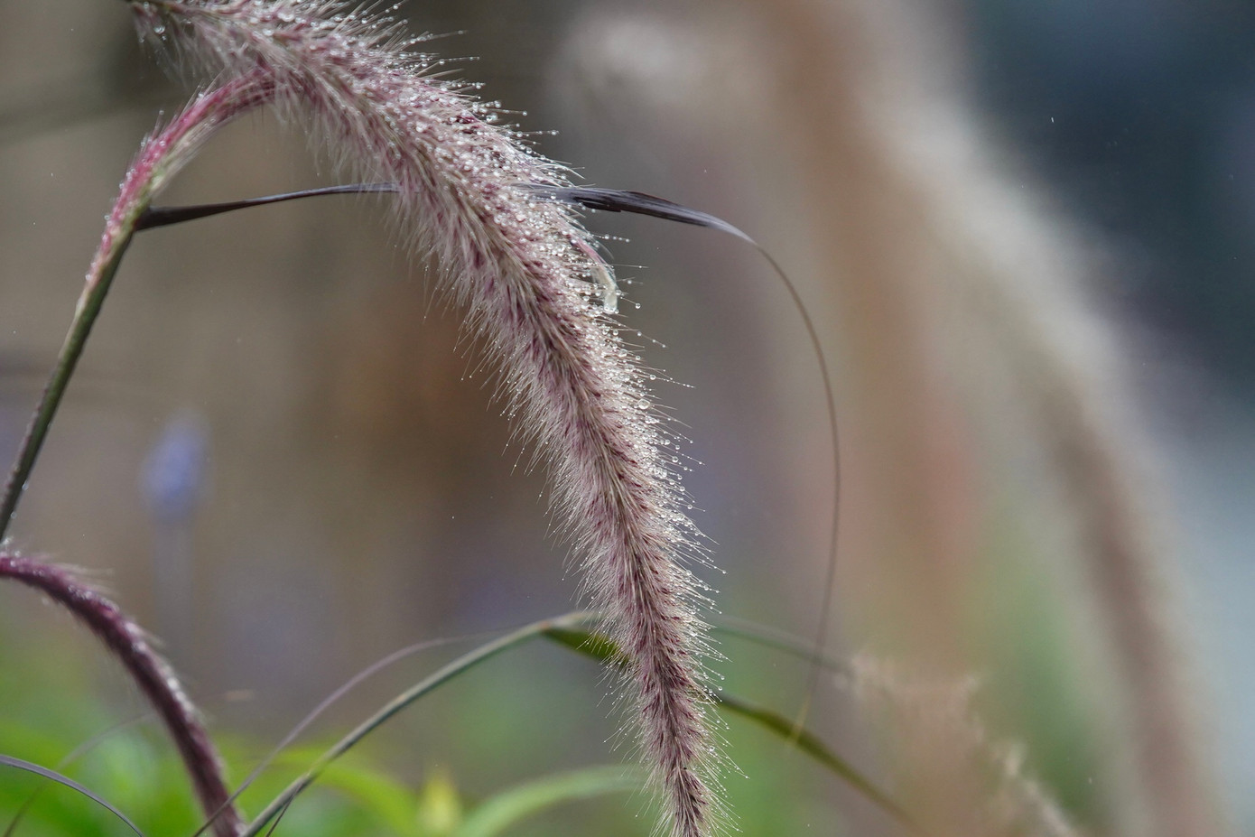 Thảm thực vật ướt át sau cơn mưa phùn.