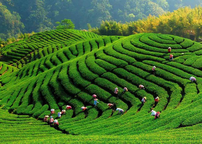 Xuất khẩu xanh, bền vững đang trở thành xu hướng tất yếu trong bối cảnh toàn cầu hiện nay.