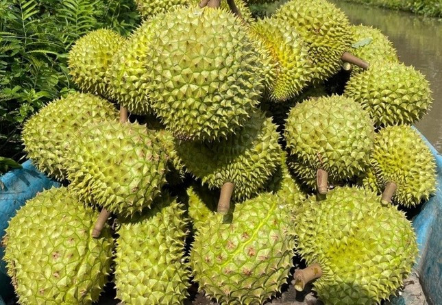 Xuất khẩu sầu riêng sụt giảm mạnh trong những tháng đầu năm.