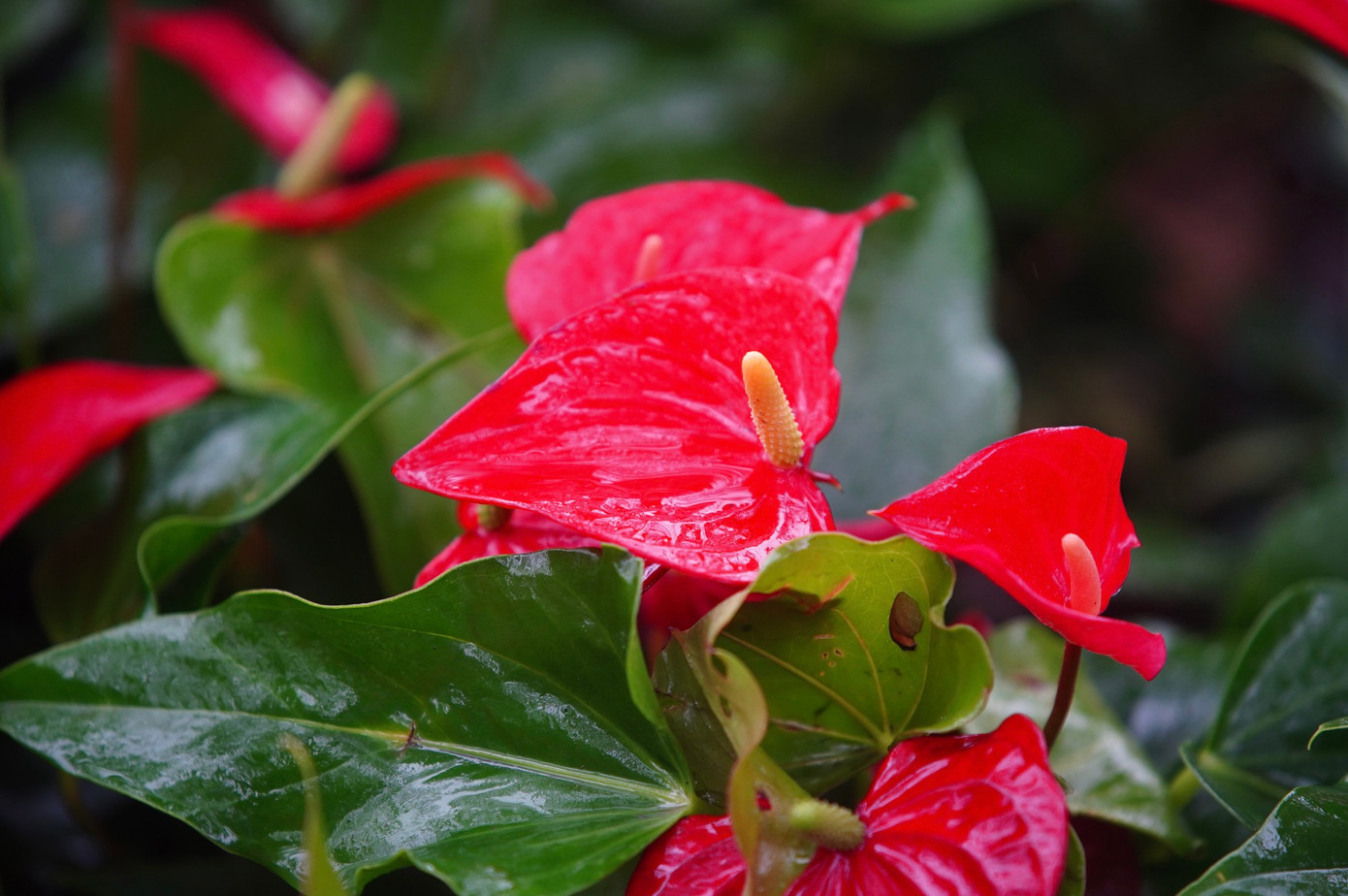 Thảm thực vật ướt át sau cơn mưa phùn.