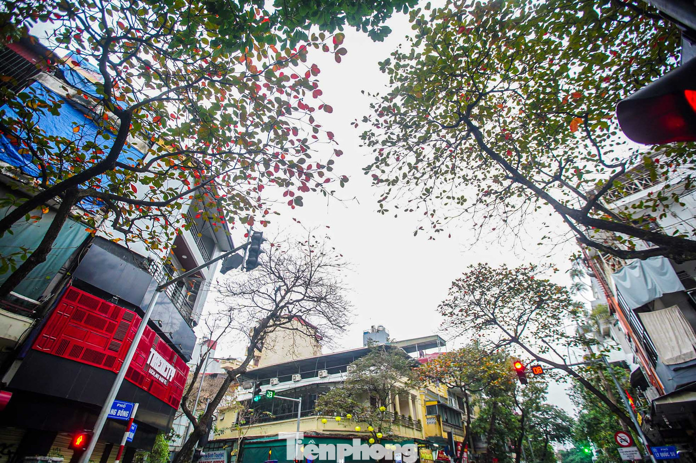 Hà Nội chuẩn bị bước vào mùa lá rụng, những chiếc lá xanh bắt đầu chuyển màu.