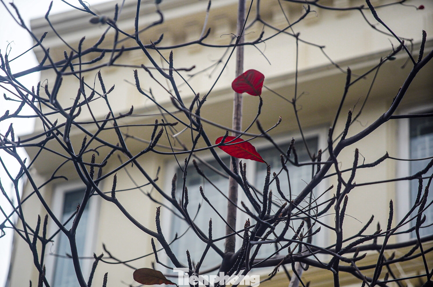 Nhiều cây đã rụng lá chỉ còn vài chiếc lá bàng đỏ còn sót lại trên cành cây.