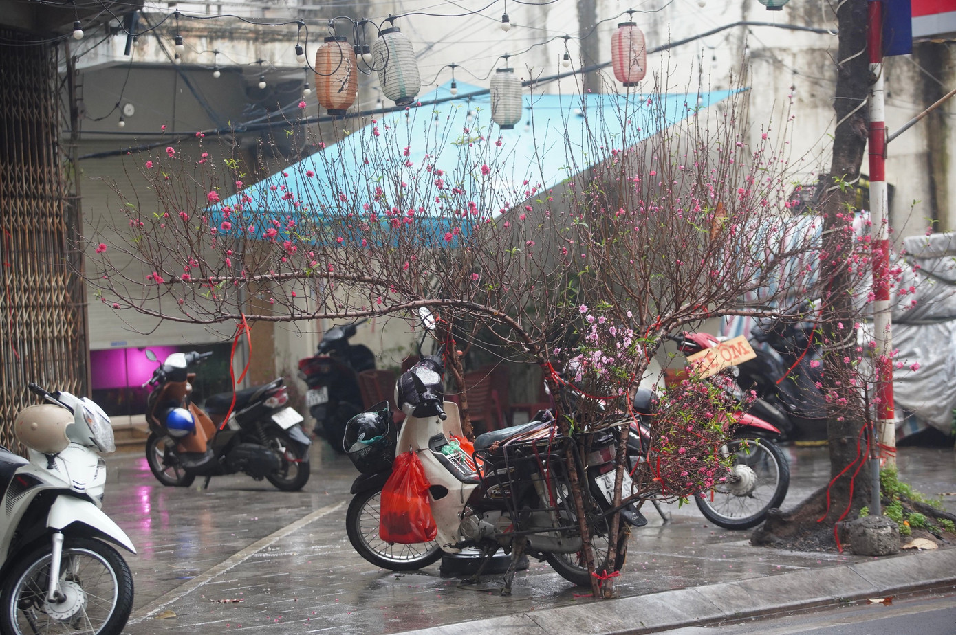 Những cành hoa đào xuống phố trong thời tiết mưa phùn.