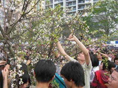 Một thanh niên vô tư bẻ hoa trên Phố Hoa Đinh Tiên Hoàng, Hà Nội ngày 1/1/2009. Ảnh : PV Ngay khi hoa anh đào Nhật Bản diễn ra ngày 6/4/2008 tại Triển lãm Giảng Võ còn chưa kết thúc, 3 cây hoa anh đào tươi chuyển từ Nhật Bản sang đã bị đám đông vặt trụi đến trơ gốc. Ảnh : Phan Kiền.