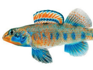 Loài cá nước ngọt Etheostoma Obama. (Nguồn: mk.ru)