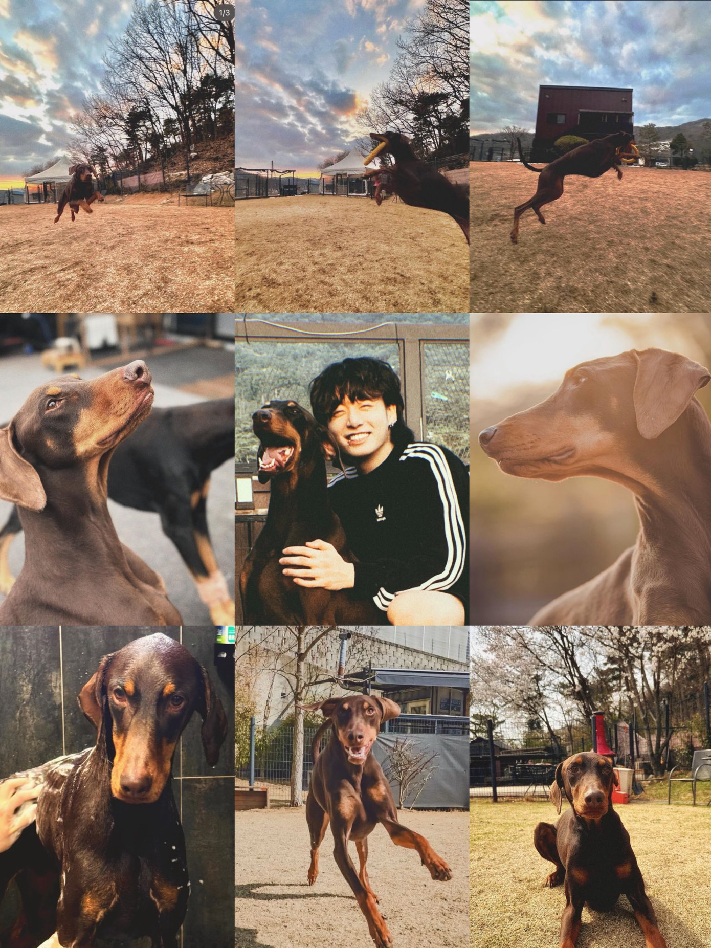 Với khả năng tạo dáng chuyên nghiệp cùng chiếc fame khổng lồ của bố Jung Kook, Bam hứa hẹn sẽ trở thành cún cưng có sức ảnh hưởng bậc nhất. Với khả năng tạo dáng chuyên nghiệp cùng chiếc fame khổng lồ của bố Jung Kook, Bam hứa hẹn sẽ trở thành cún cưng có sức ảnh hưởng bậc nhất.