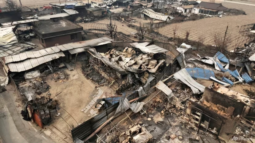 Đợt cháy rừng năm 2025 được xem là thảm họa cháy rừng kinh hoàng nhất trong lịch sử Hàn Quốc. (Nguồn ảnh: CNA). Đợt cháy rừng năm 2025 được xem là thảm họa cháy rừng kinh hoàng nhất trong lịch sử Hàn Quốc. (Nguồn ảnh: CNA).