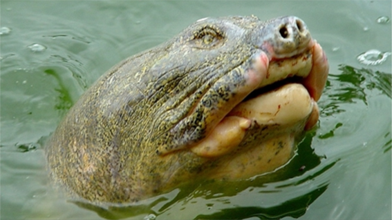 Hi vọng Hồ Gươm lại thấp thoáng bóng rùa ảnh 1