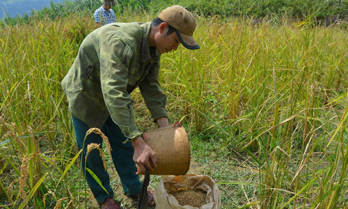 Mùa vàng bên mái Giăng Màn ảnh 1