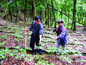 Vào 'thánh địa' loài sâm quý nhất thế giới ảnh 1