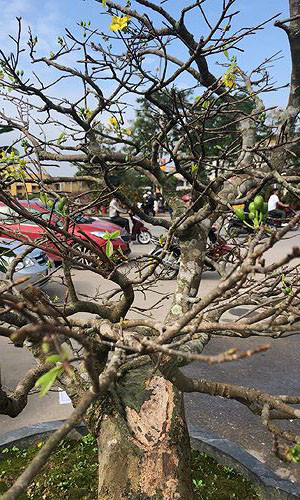 Chuyên gia 'bóc giá' cây mai vàng 5 tỷ đồng ở Quảng Bình ảnh 1