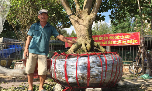 Thêm cây mai hơn 100 tuổi giá 2 tỷ xuất hiện ở chợ Tết Cần Thơ ảnh 1