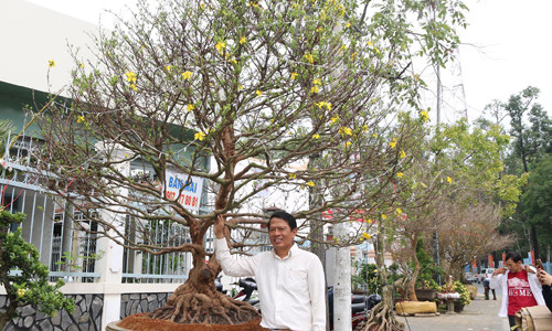 Thêm cây mai hơn 100 tuổi giá 2 tỷ xuất hiện ở chợ Tết Cần Thơ ảnh 2