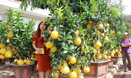 Nhà giàu ‘phố núi’ Đắc Lắk mê đào, bưởi ngoài Bắc ảnh 2