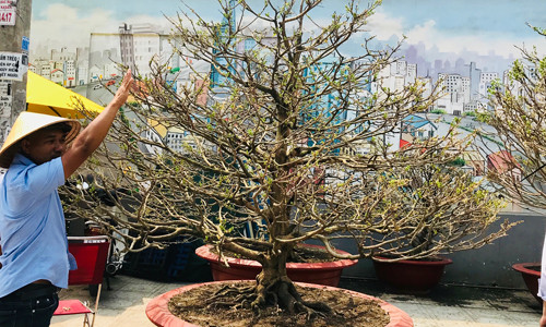 Nghề chơi mai khủng ảnh 1