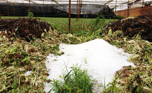 Sau cơn mưa, đá kết thành mảng trên các vườn hoa màu. Ảnh: VnExpress Sau cơn mưa, đá kết thành mảng trên các vườn hoa màu. Ảnh: Quốc Dũng.