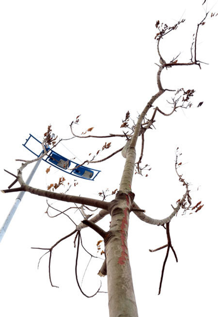 Cây mới trồng chết hàng loạt trên đường 6.600 tỷ ở Hà Nội ảnh 2