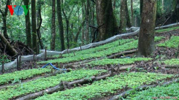 Quảng Nam chú trọng phát triển trồng sâm Ngọc Linh.