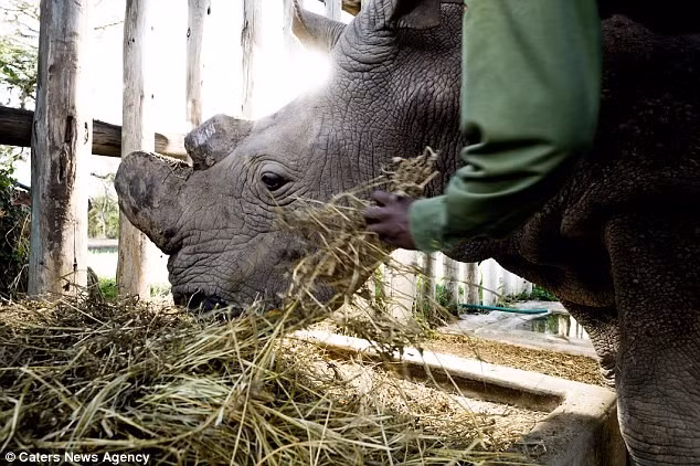 Bữa ăn trong chuồng của Sudan. Trước khi trở về Kenya, con tê giác đực sống trong một vườn thú ở Czech. Bữa ăn trong chuồng của Sudan