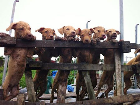 Rộ mốt nuôi chó Pit Bull: Những nguy hiểm rình rập ảnh 2