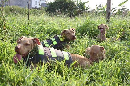 Rộ mốt nuôi chó Pit Bull: Những nguy hiểm rình rập ảnh 5