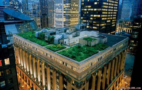 Trồng cây trên Tòa nhà thị chính ở Chicago. Ảnh: