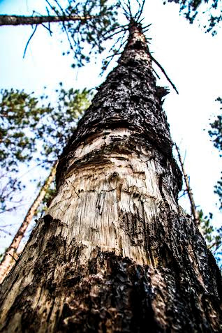 Đầu độc cây rừng bằng thuốc sâu ảnh 1