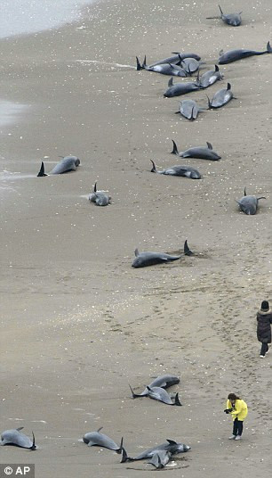 Bạt ngàn cá heo mắc cạn, Nhật Bản quan ngại động đất ảnh 1
