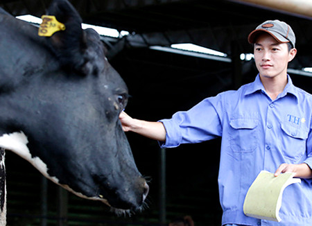 Cán bộ kỹ thuật chăm sóc, kiểm tra sức khoẻ bò