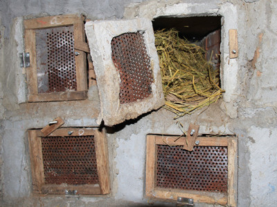 Bình thường rắn hổ chúa được nuôi ngoài trời. Khi trời lạnh thì được chuyển vào trong hộp làm bằng gỗ và có sưởi bằng điện